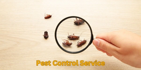 Pest Control Service