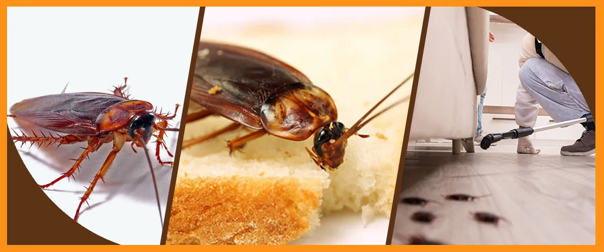 Cockroach Control