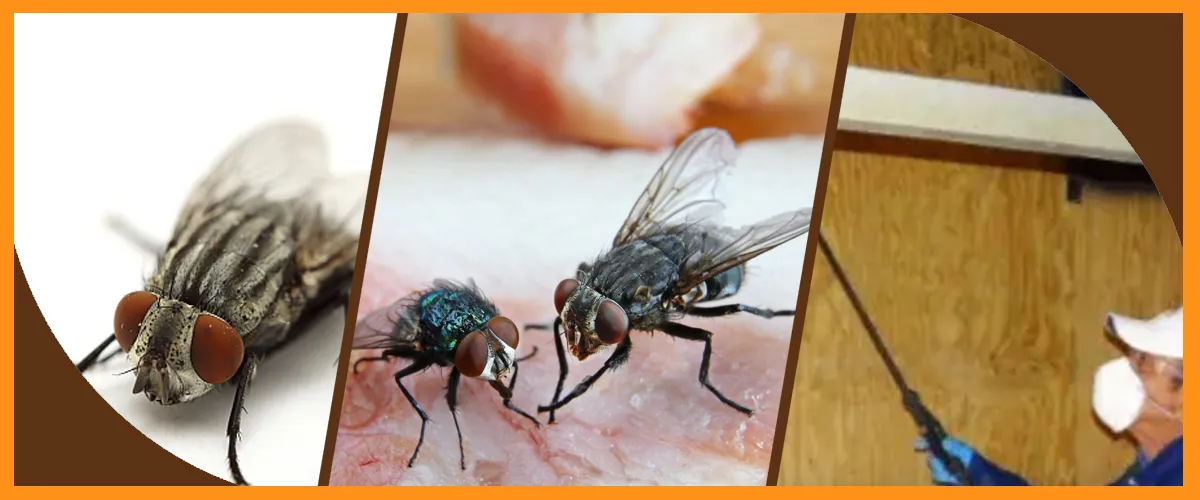 Fly Control