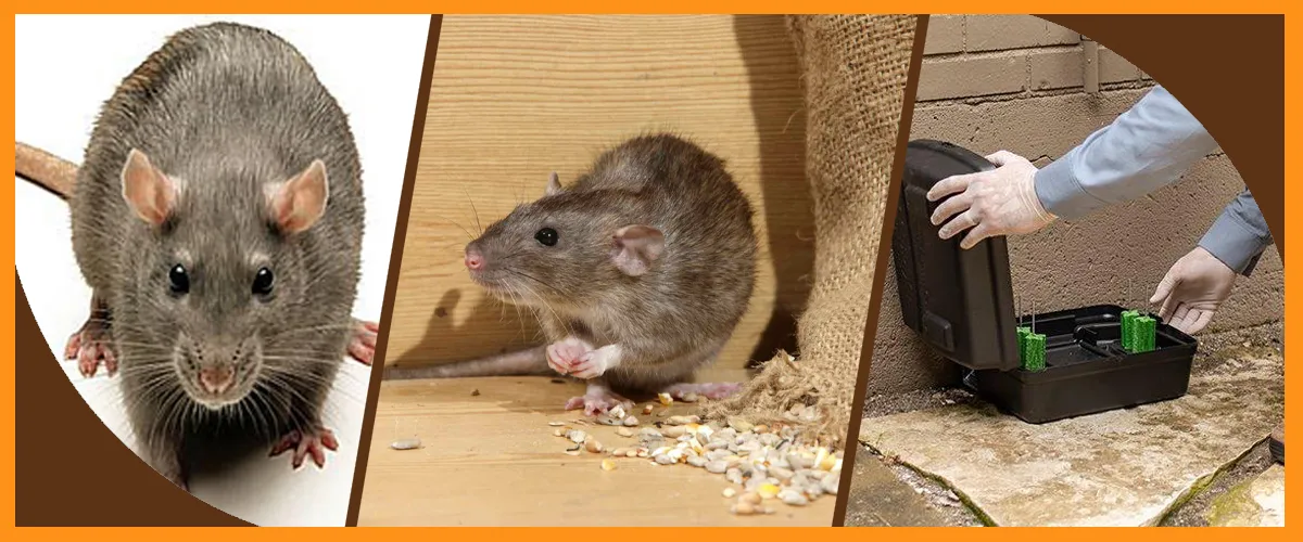 Rodent Control